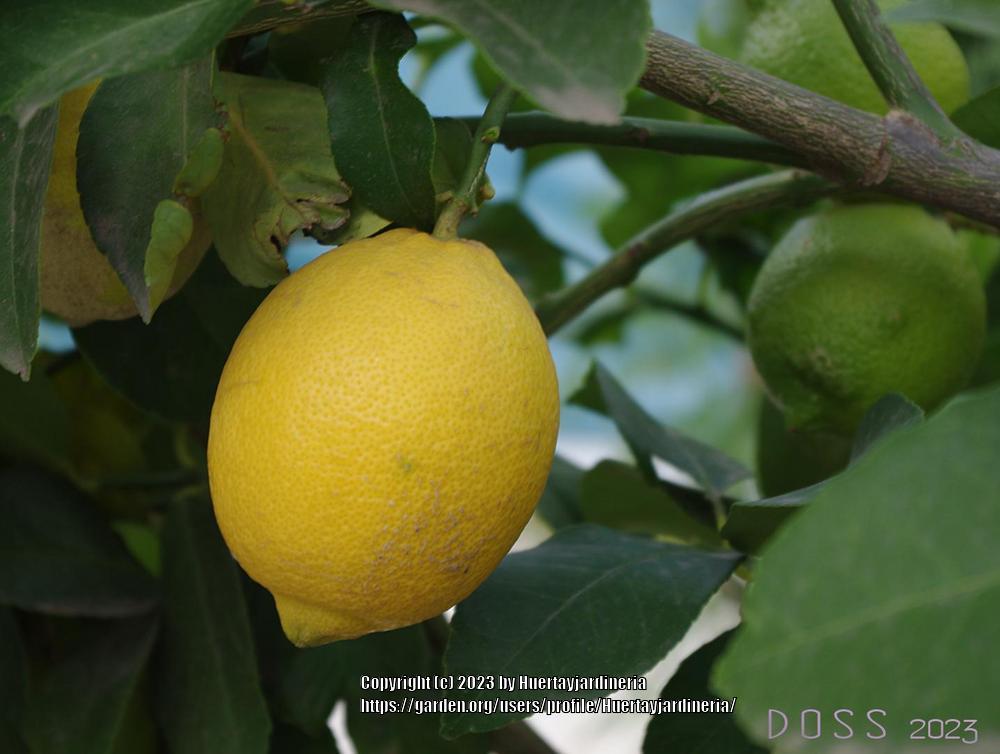 Photo of Lemon (Citrus x limon) uploaded by Huertayjardineria