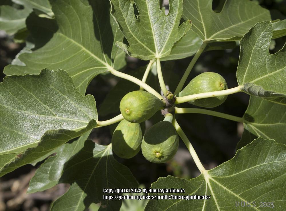 Photo of Figs (Ficus carica) uploaded by Huertayjardineria