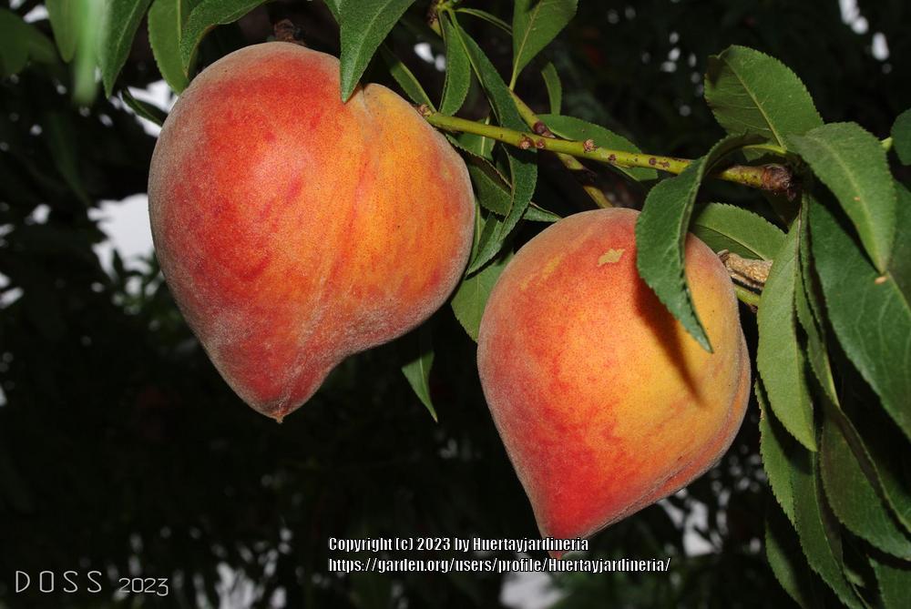 Photo of Peaches (Prunus persica) uploaded by Huertayjardineria