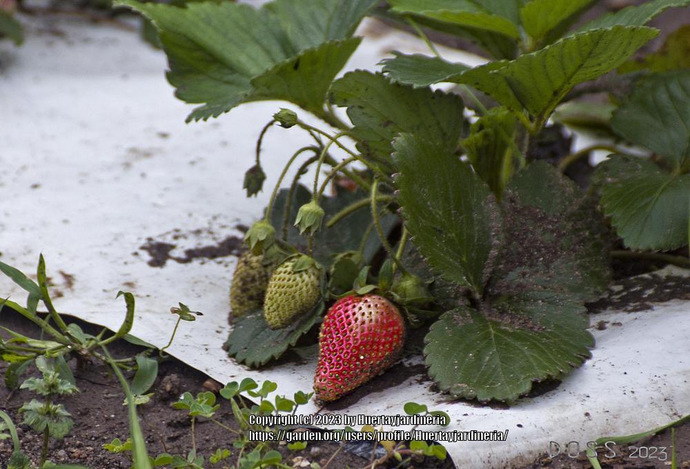 Photo of Strawberries (Fragaria) uploaded by Huertayjardineria