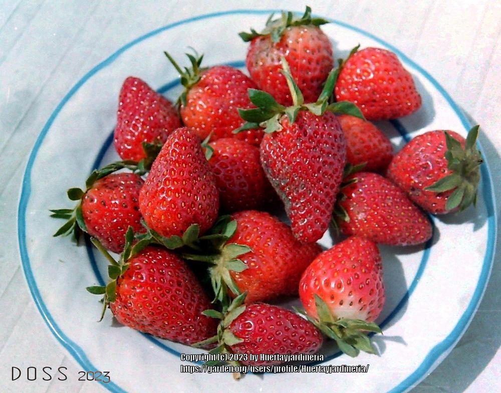 Photo of Strawberries (Fragaria) uploaded by Huertayjardineria