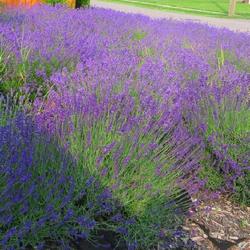 Location: Toronto, Ontario
Date: 2023-06-29
English Lavender (Lavandula angustifolia).