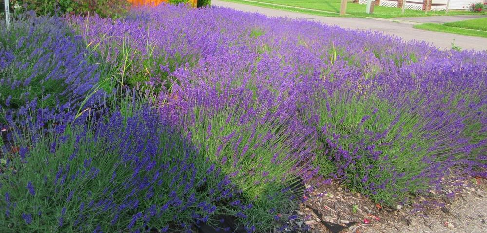 Photo of English Lavender (Lavandula angustifolia) uploaded by janelp_lee