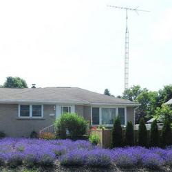 Location: Toronto, Ontario
Date: 2023-07-01
English Lavender (Lavandula angustifolia) field as front yard.