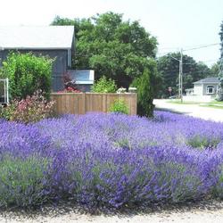 Location: Toronto, Ontario
Date: 2023-07-01
English Lavender (Lavandula angustifolia).