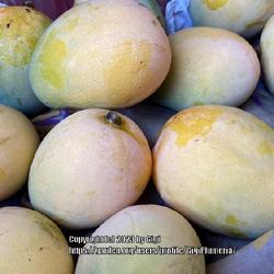 Location: My garden in Tampa, Florida
Date: 2023-07-04
Ripe mangoes freshly picked from my yard.