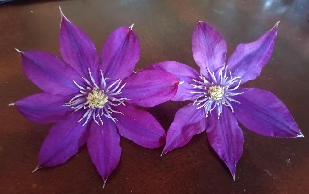 Photo of Clematis uploaded by Daisysdaughter