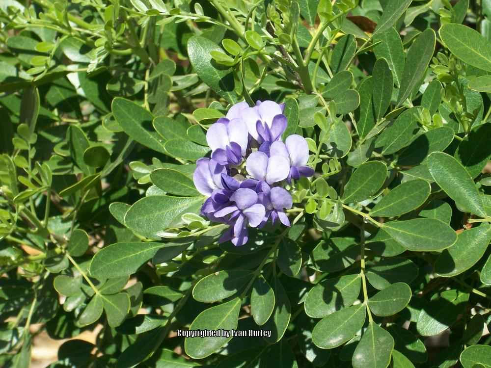 Photo of Texas Mountain Laurel (Dermatophyllum secundiflorum) uploaded by Ivan_N_Tx