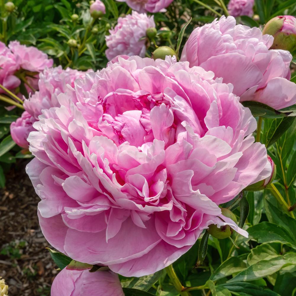 Photo of Peony (Paeonia lactiflora 'Clemenceau') uploaded by arctangent