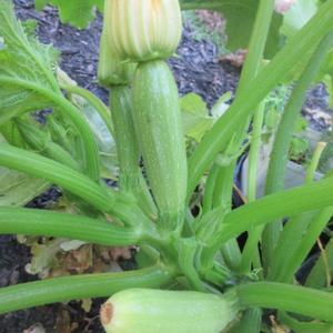 Squash (Cucurbita pepo 'Cuarzo') is rather high yield, even grow 