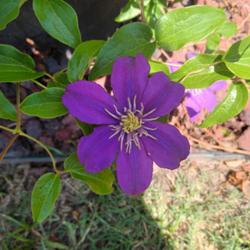 Location: Dallas,Texas
Date: 07/12/2023
Unknown clematis breed from my garden.