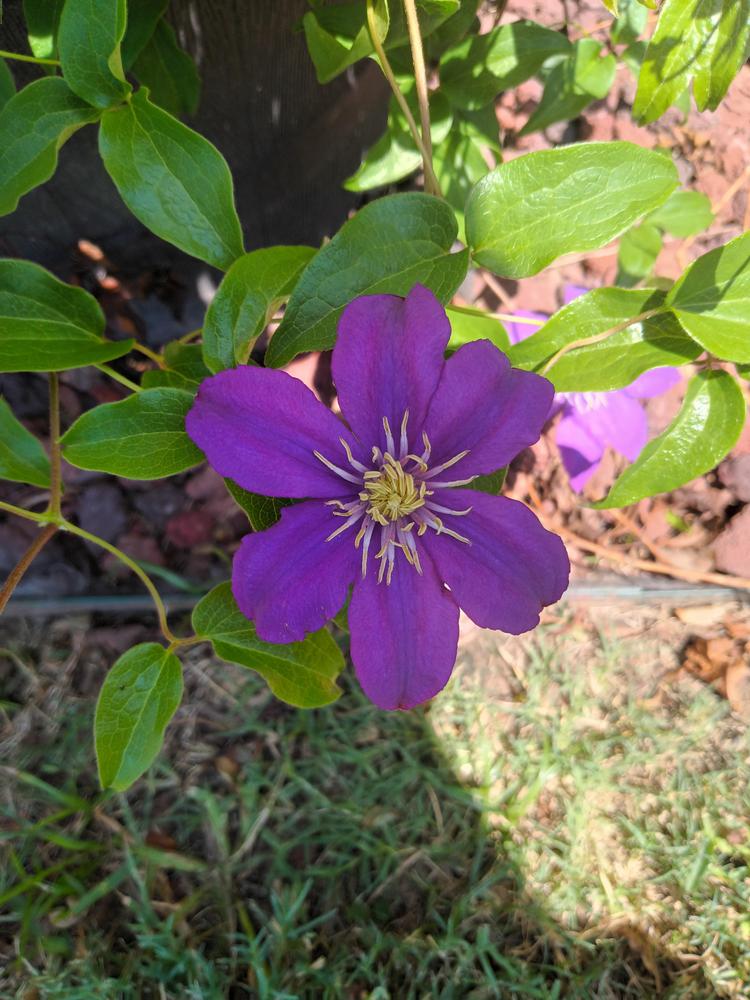 Photo of Clematis uploaded by Daisysdaughter