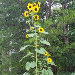 Location: my Zone 7b garden in North Georgia Mountains
Date: 2023-07-05
This multi-flower sunflower planted itself in my garden.  It is o
