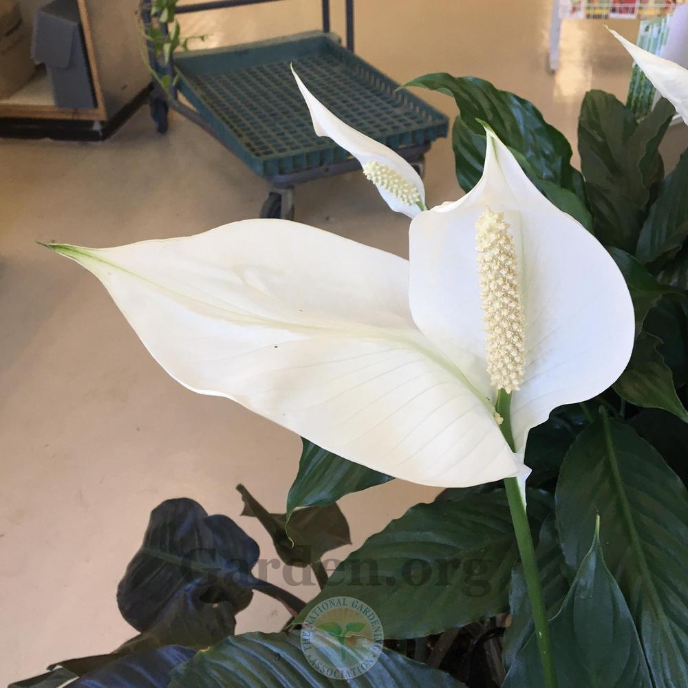 Photo of Peace Lilies (Spathiphyllum) uploaded by BlueOddish