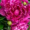Known as Augustin d'Hour in the Upjohn Peony Garden collection an
