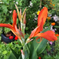 Location: My garden, KY
Date: 22 July, 2023
Grown from seeds collected from Canna 'Tama-Tulipa'. Thanks loves