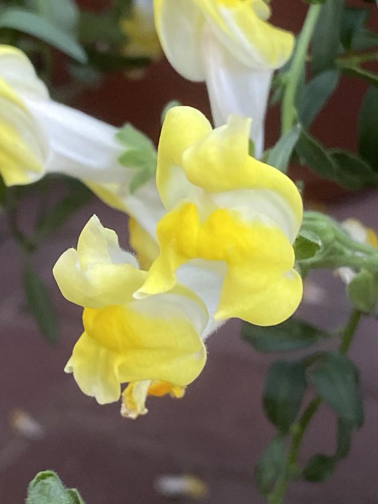 Photo of Antirrhinum latifolium uploaded by SL_gardener