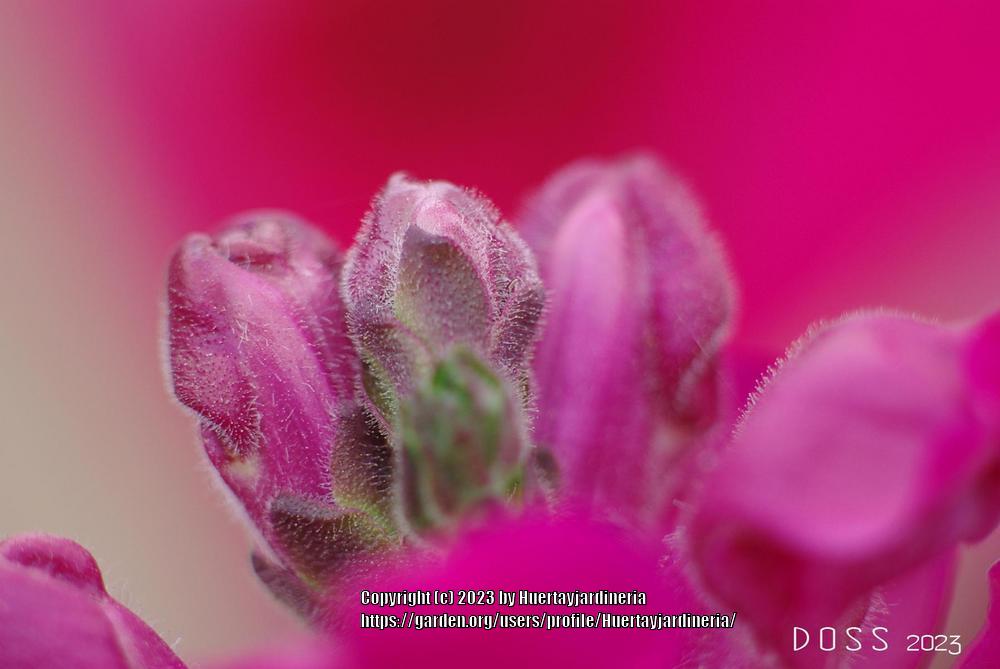 Photo of Snapdragon (Antirrhinum majus) uploaded by Huertayjardineria