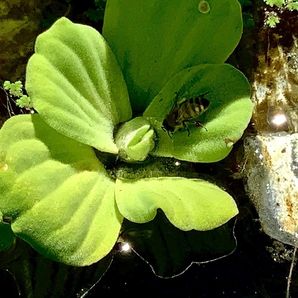 Photo of Water Lettuce (Pistia stratiotes) uploaded by bumplbea
