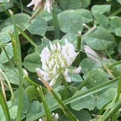 Location: Rupert, Idaho
Date: 08/04/2023
Trifolium repens flower