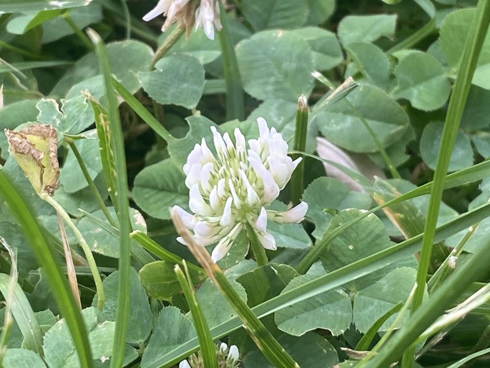 Photo of White Clover (Trifolium repens) uploaded by jnicholes