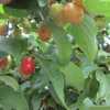 Cornelian Cherry (Cornus mas 'Aurea')fruit.