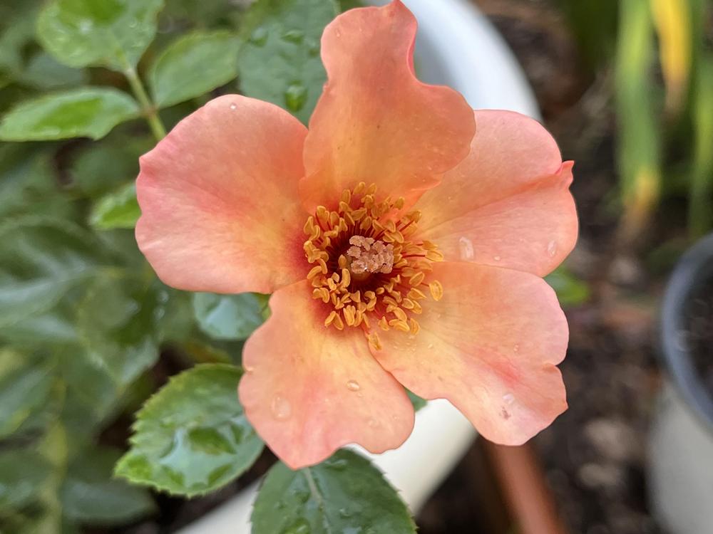 Photo of Roses (Rosa) uploaded by aikenforflowers