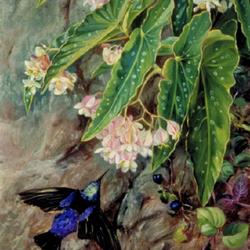 
Date: c.1873
painting by Marianne North, "Brazilian Flowers" via Royal Botanic