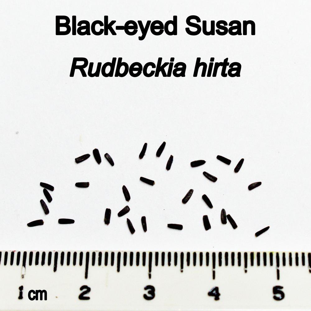 Photo of Black Eyed Susan (Rudbeckia hirta) uploaded by mmolyson