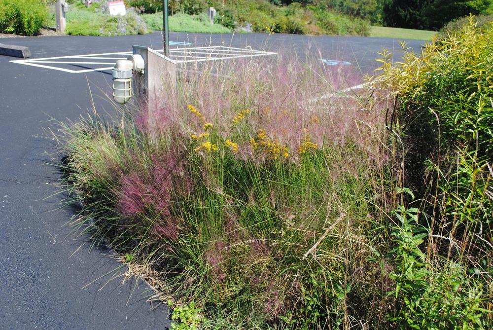 Photo of Pink Muhly Grass (Muhlenbergia capillaris) uploaded by ILPARW