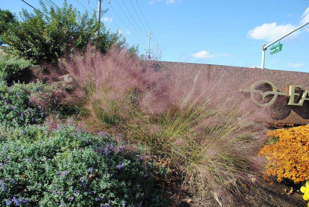 Photo of Pink Muhly Grass (Muhlenbergia capillaris) uploaded by ILPARW