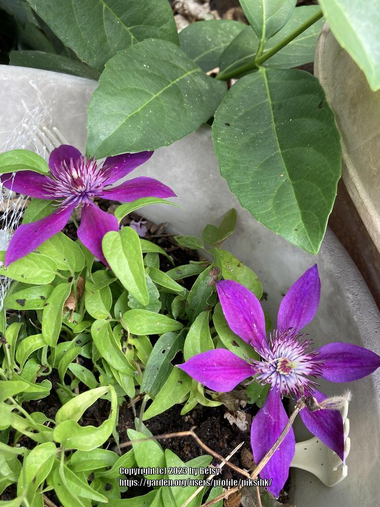 Photo of Clematis Ines™ uploaded by piksihk