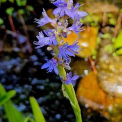 Location: Sandhills Horticultural Gardens Southern Pines, NC (Atkins hillside garden)
Pickerelweed #234; RAB page 272, 39-2-1. AG page 536, 117-1-1, "D