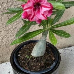 Location: My garden in Tampa, Florida
Date: 2023-09-09
My new grafted desert rose.