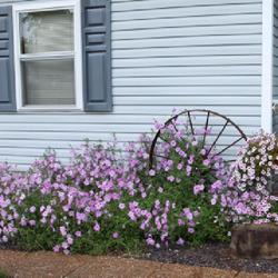 Location: Elberfeld, Indiana
Date: 2023-09-12
Old-fashioned petunias on left that self-seeded.  Supertunia 'Lov