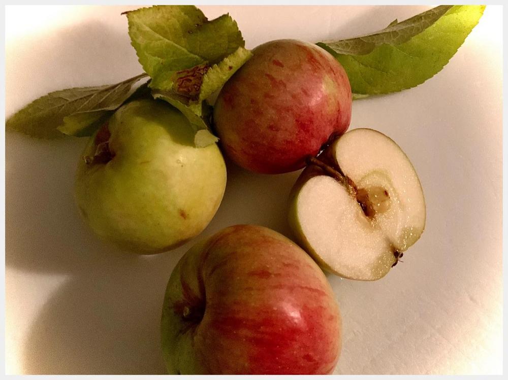 Photo of Apple (Malus domestica 'Braeburn') uploaded by bumplbea