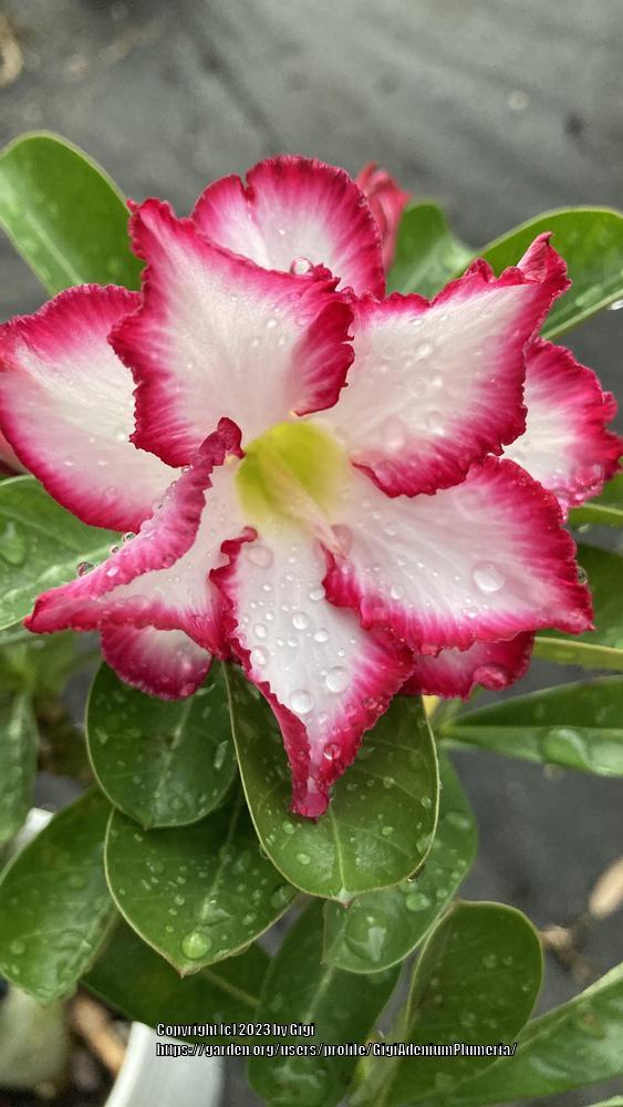 Photo of Desert Rose (Adenium obesum 'Double Noble') uploaded by GigiAdeniumPlumeria