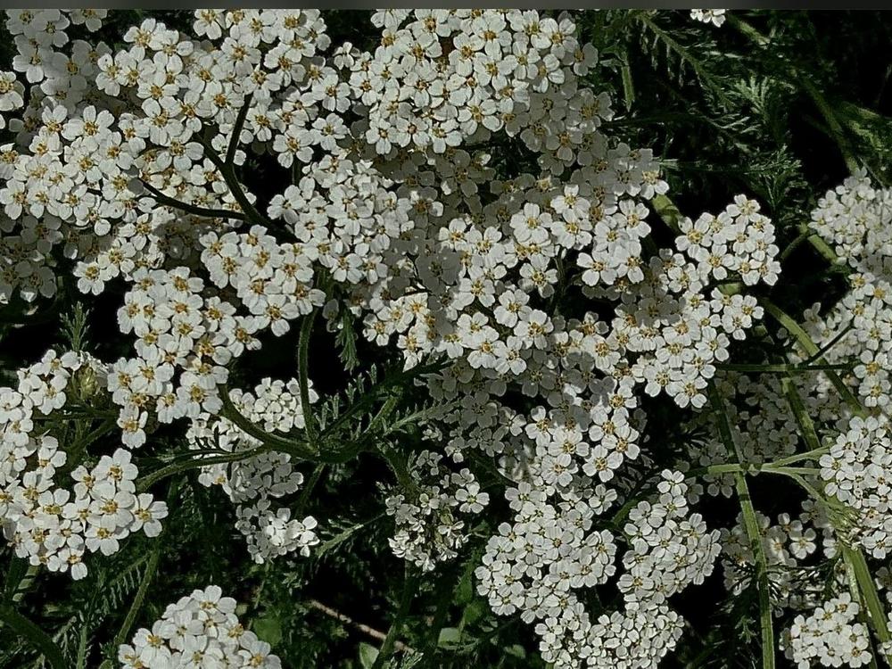 Photo of Yarrow (Achillea millefolium) uploaded by bumplbea