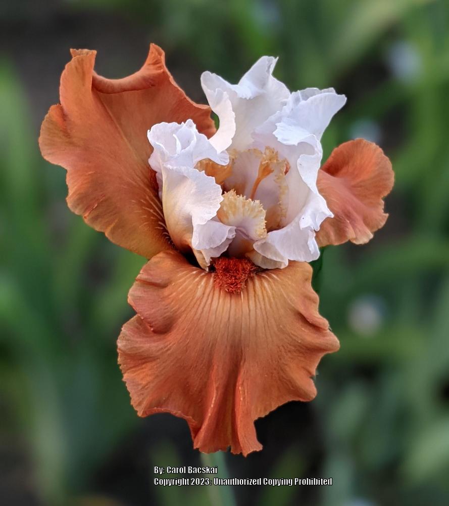 Photo of Tall Bearded Iris (Iris 'Pumpkin Pie ala Mode') uploaded by Artsee1