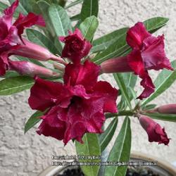 Location: My garden in Tampa, Florida
Date: 2023-10-01
This is a color change, bloom is more intense.