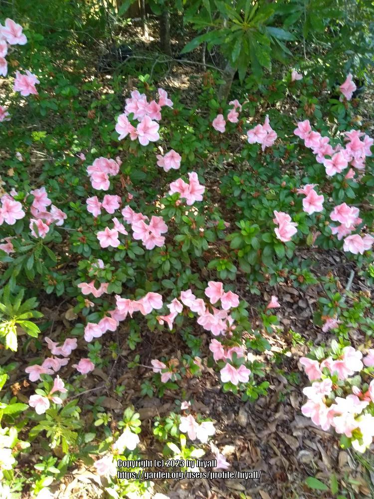 Photo of Rhododendrons (Rhododendron) uploaded by hiyall