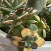 Echeveria chroma variegation is not stable. Usually will revert b