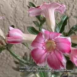 Location: My garden in Tampa, Florida
Date: 2023-10-01
This is a very compact desert rose. Love the soft pink bloom of K