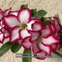 Location: My garden in Tampa, Florida
Date: 2023-10-01
My rescue Double Noble, grafted desert rose. Self pollinated and 