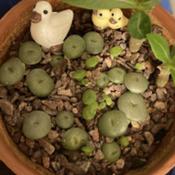 More baby Lithops sprouting… it seems like rain water can help 