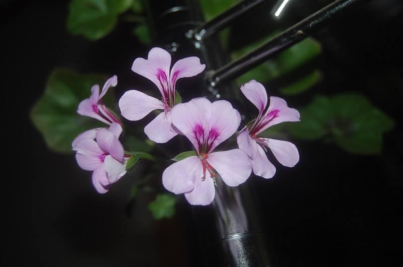 Photo of Geranium (Pelargonium peltatum 'Tornado Lilac') uploaded by pixie62560