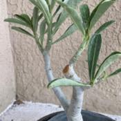 My rescue, grafted desert rose. Rotted stem removed.