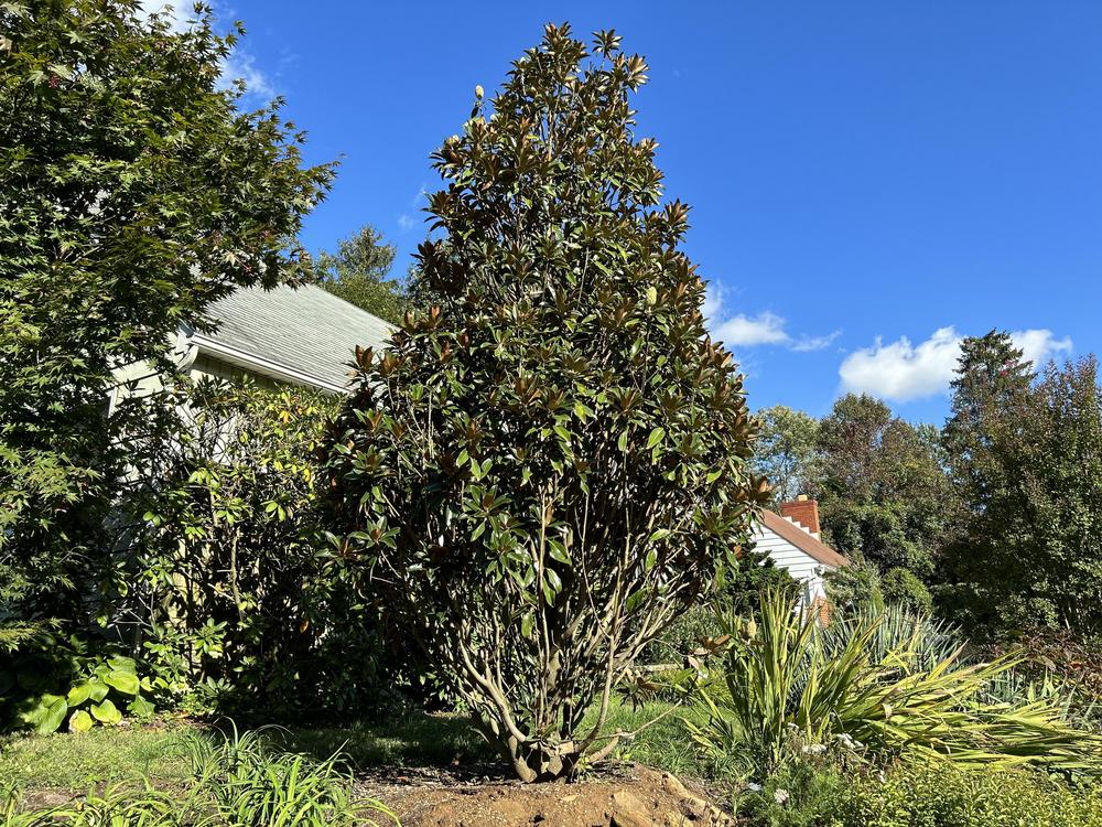 Photo of Southern Magnolia (Magnolia grandiflora Alta®) uploaded by Jillz