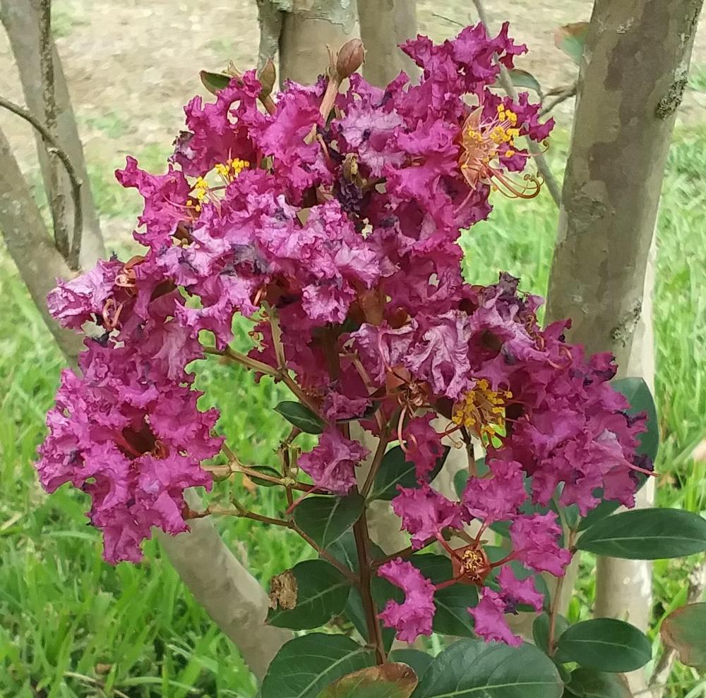 Photo of Crepe Myrtle (Lagerstroemia indica) uploaded by TomatoNut95