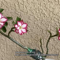 Location: My garden in Tampa, Florida
Date: 2023-10-15
Air layering experiment of my rescue desert rose.